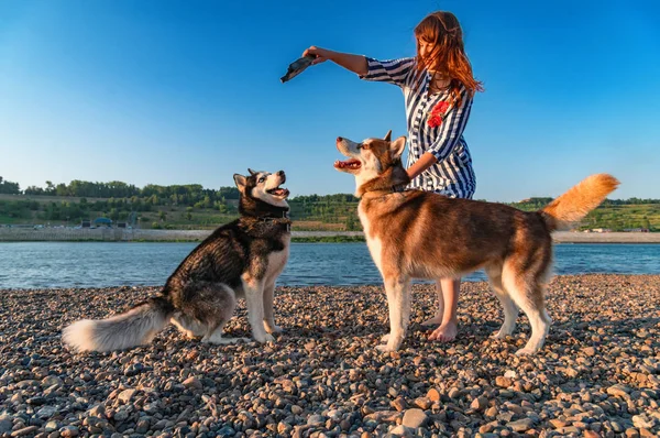 Cani che saltano per un bastone tenuto da una ragazza sulla spiaggia. Giocare con cani husky siberiani . — Foto Stock