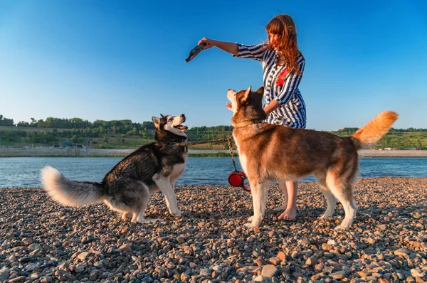 Cani che saltano per un bastone tenuto da una ragazza sulla spiaggia contro il cielo. Giocare con husky siberiano in natura . — Foto Stock