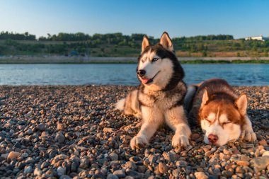 Sibirya husky köpek sahilde yalan