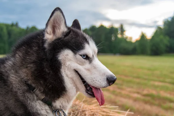 Testa di cane husky siberiano. Vista laterale . — Foto Stock