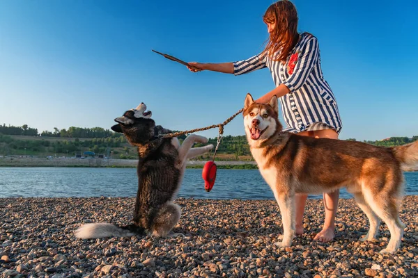 El perro está parado en sus patas traseras por un palo que sostiene a la chica. Jugando con perros husky siberianos en la playa en la noche de verano . —  Fotos de Stock