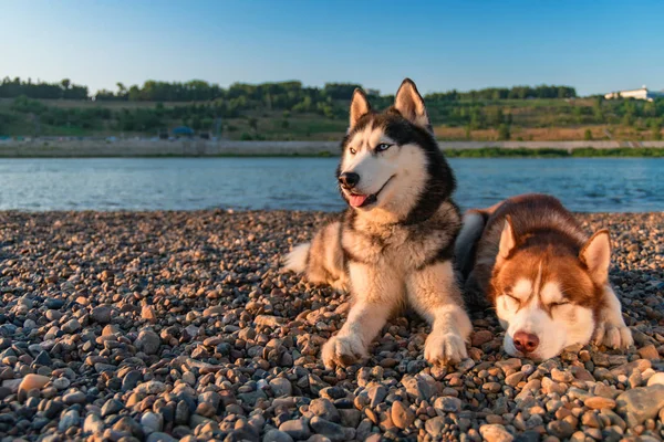 Perros husky siberianos yacen en la playa —  Fotos de Stock