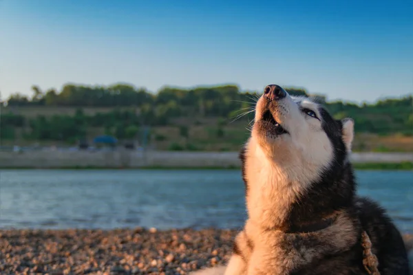 Husky chien hurle avec son museau vers le haut. Espace de copie. Soirée été paysage rivière côte avec ciel bleu et forêt verte . — Photo