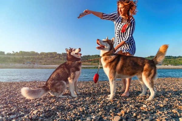 Chica jugando con dos perros husky siberianos en la playa en la noche de verano en sol rayos . —  Fotos de Stock