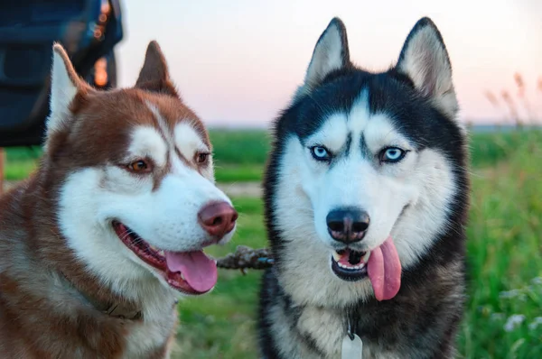 Twee Siberische Husky Met Stak Tong — Stockfoto