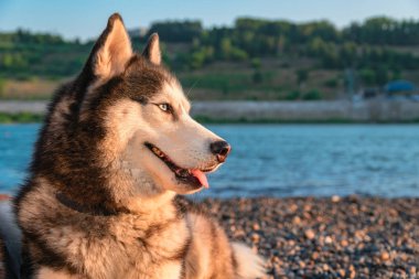 Gülümseyen güzel Sibirya Husky köpek.