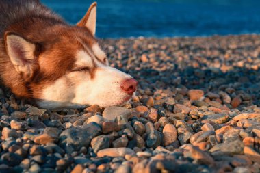 Gün batımı portre uyuyan Sibirya Husky köpek. Çok sevgi dolu ve harika vahşi evde beslenen hayvan. 
