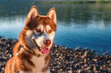 Dikey kırmızı Sibirya husky köpek. Sevimli köpek nehrin arka plan üzerinde batan güneşin ışınları.