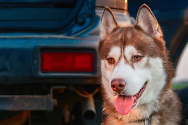 Retrato de husky siberiano rojo. Vista frontal . — Foto de Stock