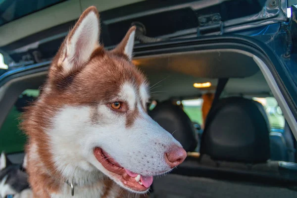 Portrait of red Siberian husky dog in the trunk of the car. Side view. — Stock Photo, Image