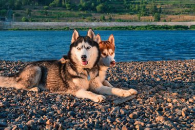 Sahilde iki şirin Sibirya husky köpek. Yaz plaj zemin üzerine portre.