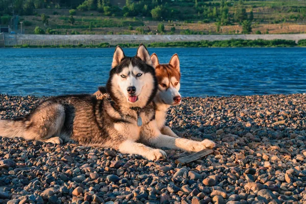 Sahilde iki şirin Sibirya husky köpek. Yaz plaj zemin üzerine portre.