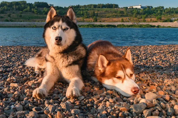 Dos perros husky siberianos en la orilla. Retrato en la playa de verano . —  Fotos de Stock