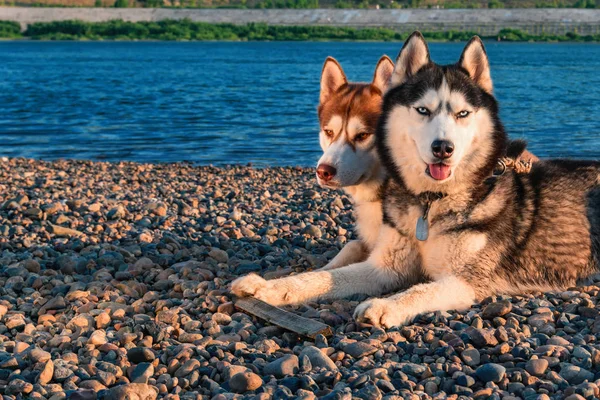 Dois cães siberianos na costa. Retrato no fundo da praia de verão . — Fotografia de Stock