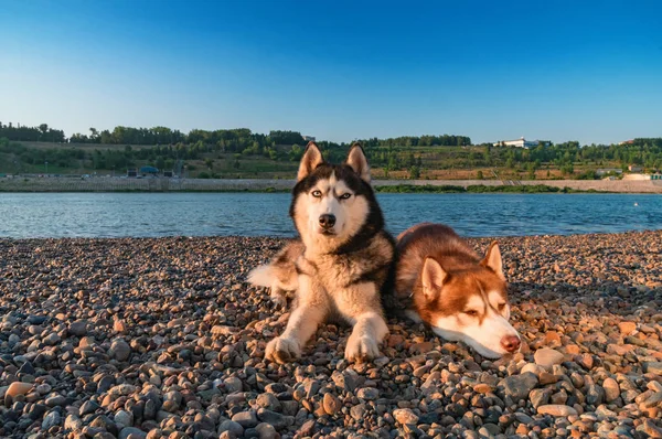 Dva psi sibiřský husky na pobřeží. Portrét na pozadí letní beach. — Stock fotografie