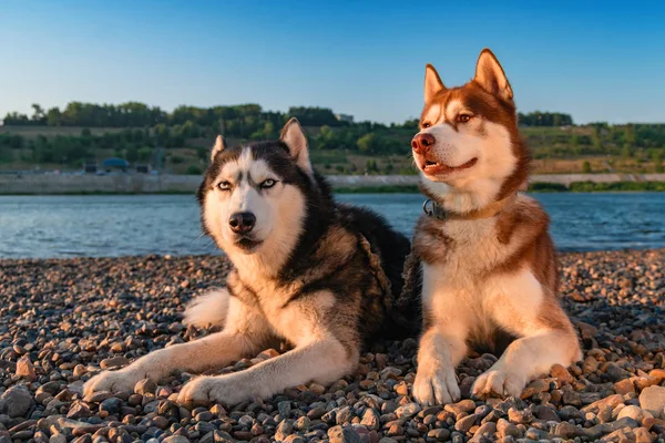 İki husky köpek yan yana sahil yaz Nehri üzerinde sıcak güneşli akşamı yalan..