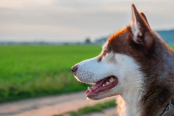 Retrato de lado cão husky siberiano vermelho no fundo de prados verdes e céu da tarde. Espaço de cópia . — Fotografia de Stock