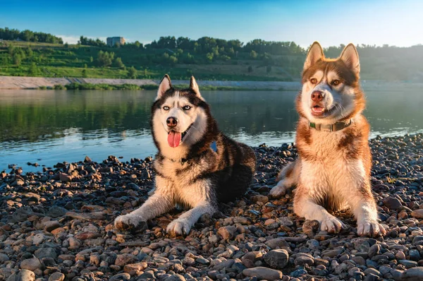 Un par de perros husky siberianos en el soleado día de verano —  Fotos de Stock