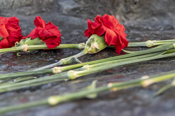 Красные гвоздики на мемориальном камне
.