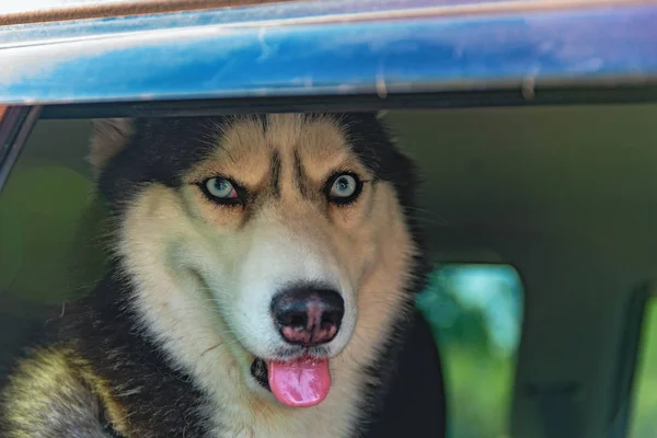 Husky-Hund mit blauen Augen schaut listig aus dem Autofenster. — Stockfoto