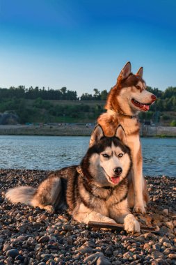 Güzel çift şirin Sibirya husky köpekleri. Akşam güneşi sahilde mavi gözlü kırmızı ve siyah-beyaz dış yapraklar