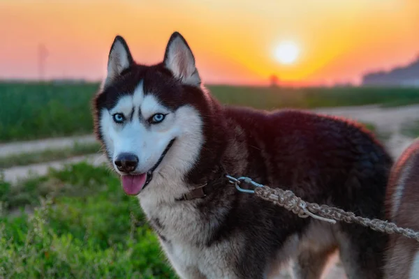 Retrato de perro husky siberiano sobre fondo del atardecer . —  Fotos de Stock