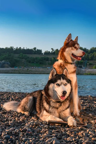 Beautiful couple cute Siberian husky dogs. Red and black-white husky with blue eyes in evening sun on the shore — Stock Photo, Image