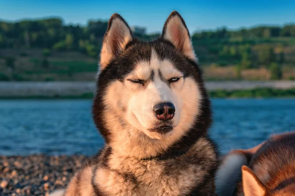 目を閉じてシベリアン ハスキー犬の肖像画. — ストック写真