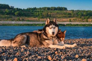 İki köpek Sahilde güneşli bir akşam yalan. Sibirya husky köpekleri portresi.
