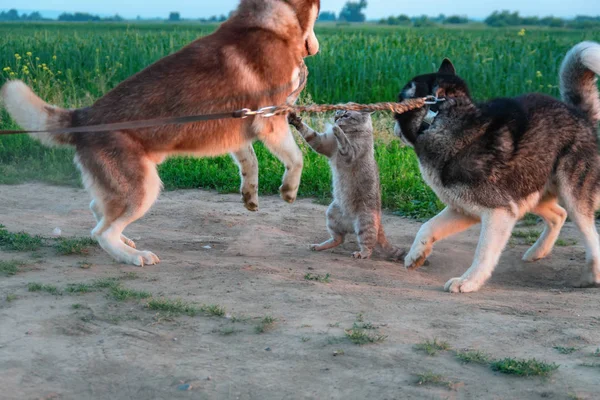 Chiens et chat jouent ensemble en plein air. Husky chiens ensemble attaqué le chat . — Photo