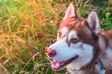 Portre sevimli kırmızı Sibirya ararken husky.