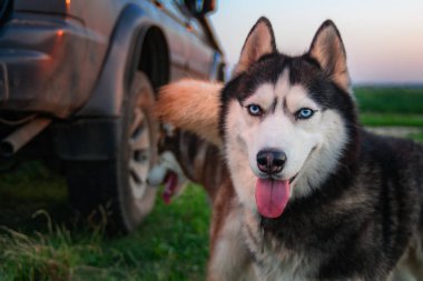 Portre sevimli Sibirya husky köpek bak