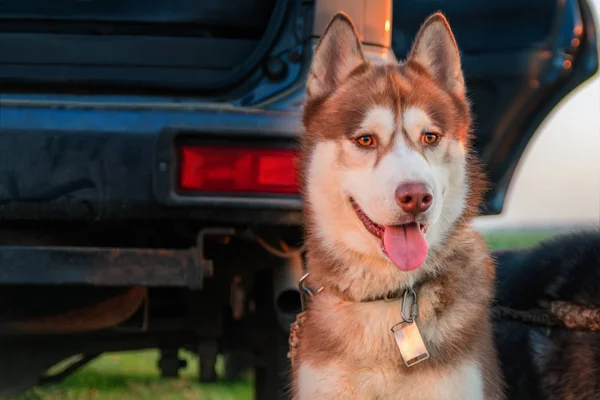 Retrato lindo perro husky siberiano rojo —  Fotos de Stock