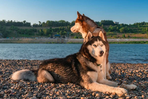 夕方海岸に 2 つのシベリアン ハスキー犬。夏のビーチの背景の肖像画. — ストック写真