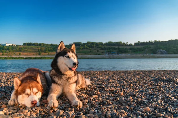 Husky siberian pe plajă. Peisaj de seară caldă de vară cu câini frumoși husky — Fotografie, imagine de stoc