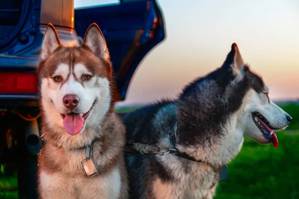 Retrato lindo perros husky siberianos — Foto de Stock