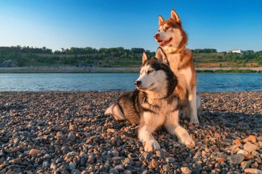 Akşam kıyısında iki Sibirya husky köpek. Yaz plaj zemin üzerine portre Evcil hayvan.