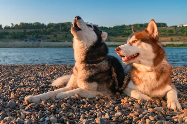 Couple cute husky dogs howl. Beautiful Siberian husky howling lying on river bank in rays setting sun.