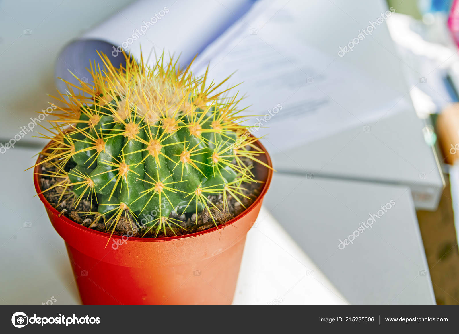 Cactus In Office Ehinokaktus Of Gruson With Long Needles Stands