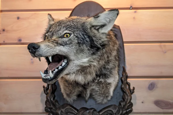 Head of the stuffed wolf on a wooden wall. Bared mouth.