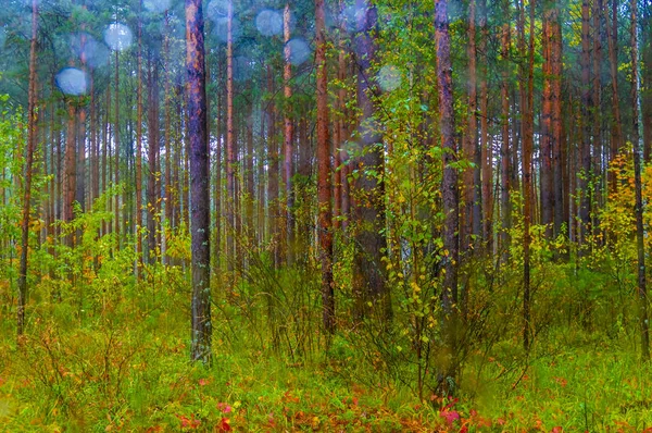 ウィンドウに雨の水滴をぼかし。バック グラウンドで秋の黄色緑の森。雨の秋の風景. — ストック写真