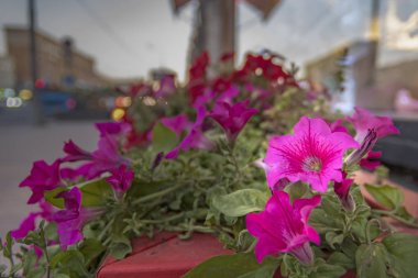 Akşam şehrin bir çiçek yatağı üzerinde çiçekler.