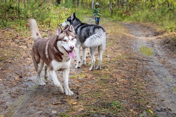 Perros husky siberianos pasean en el bosque de otoño . — Foto de Stock