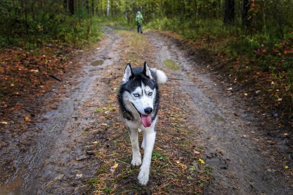 Собака біжить по лісовій дорозі на опале листя. Сибірський хаски собака з блакитними очима в осінньому лісі. Вид спереду. — стокове фото