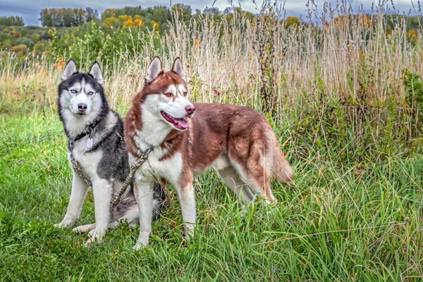 Sonbahar alanında Sibirya husky köpekleri çıkarmalıyım.
