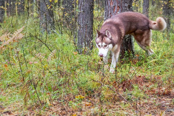 Hond markering grondgebied. Siberische husky hond verhoogd van zijn achterpoot en markeert de boom. — Stockfoto