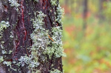 Ağaç kabuğu üzerinde moss. Kopya alanı.