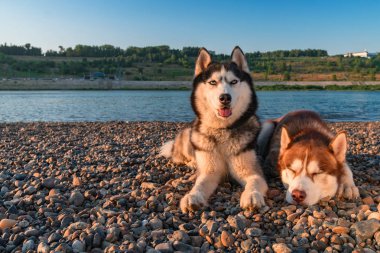 İki Sibirya husky köpek yan yana sahilde yalan. Portre akşam yaz plaj zemin üzerine.