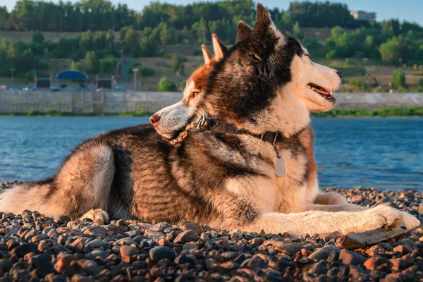 Dos lindos perros husky siberianos yacen uno al lado del otro en la orilla. Retrato en el fondo de la playa de verano . —  Fotos de Stock