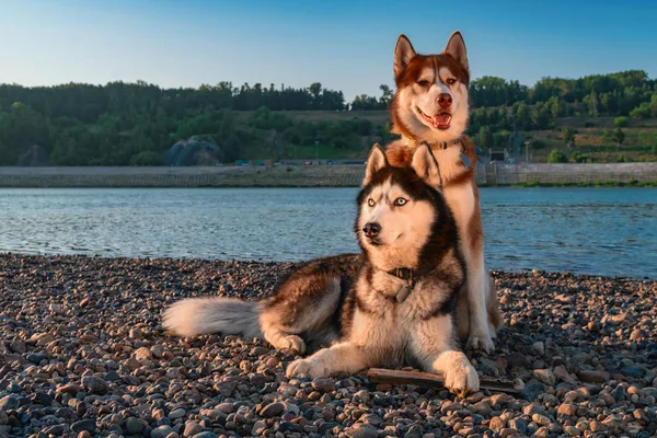 Sahilde iki Sibirya husky köpek yan yana. Portre yaz akşam plaj zemin üzerine.
